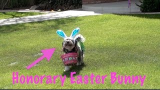 Dog Helps Easter Bunny!  EASTER | APRIL by MyFavoritePupJasmine 28,896 views 7 years ago 4 minutes, 42 seconds