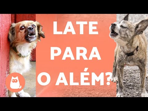 Vídeo: Por que cães latem para nada?