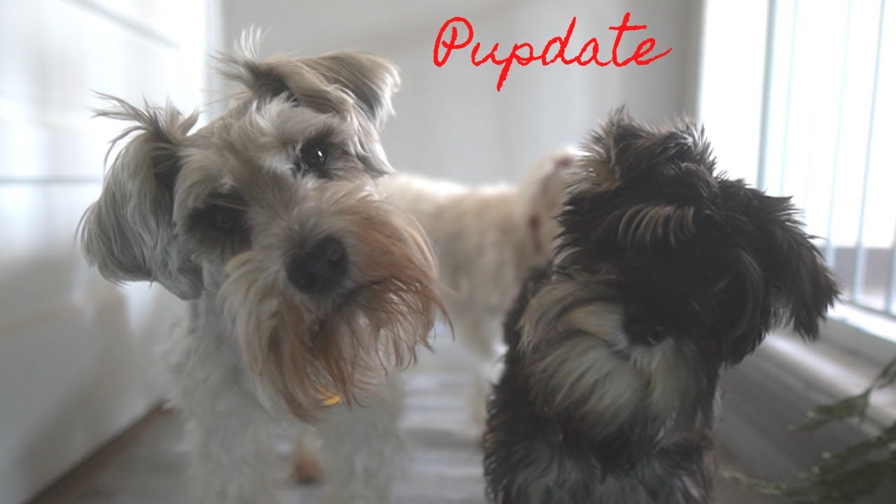 VLOGMAS DAY 14 - PUPDATE (PUPPY UPDATE)