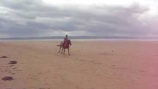 Canter on the beach.AVI
