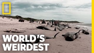 Hundreds of whales suddenly beach themselves on king island in
tasmania at an alarming rate. ➡ subscribe:
http://bit.ly/natgeowildsubscribe about world's wei...