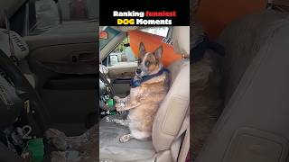 Ranking the funniest DOGS🐶 part 16 #funny #dogs #shorts #cute #page #lost