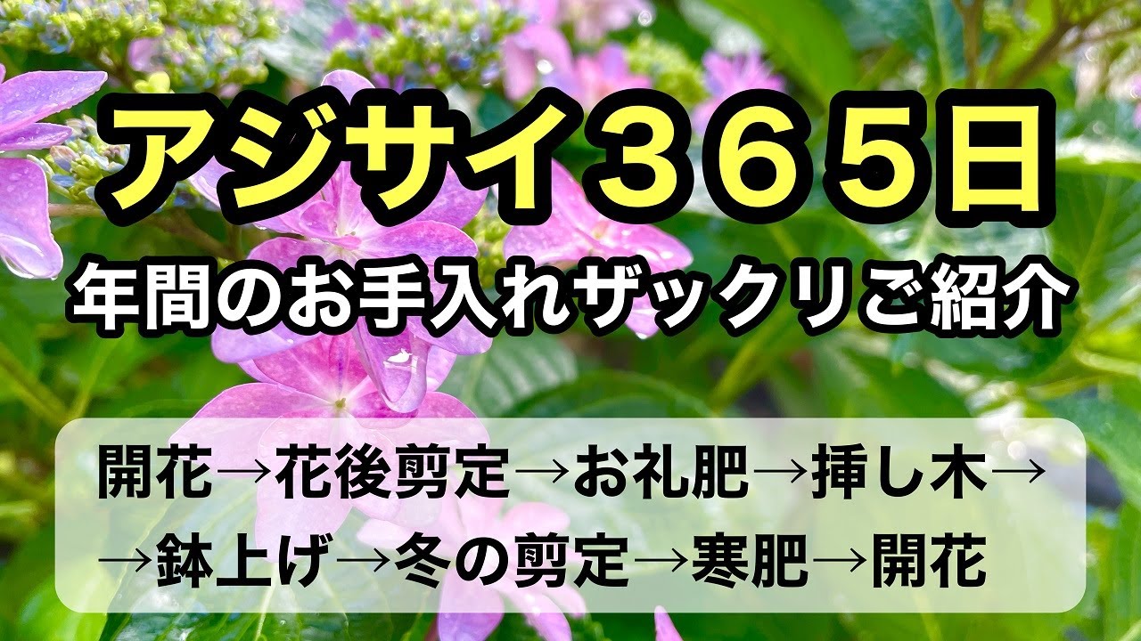 【ガーデニングを楽しもう！】アジサイの１年間のお手入れを　　分にまとめました。剪定・肥料・挿し木など基本的なお手入れが分かります。#gardening #ガーデニング #flowers #アジサイ