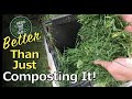 Use Your Grass Clippings EVERYWHERE In The Garden THIS Way--MUCH More Effective Than Just Composting