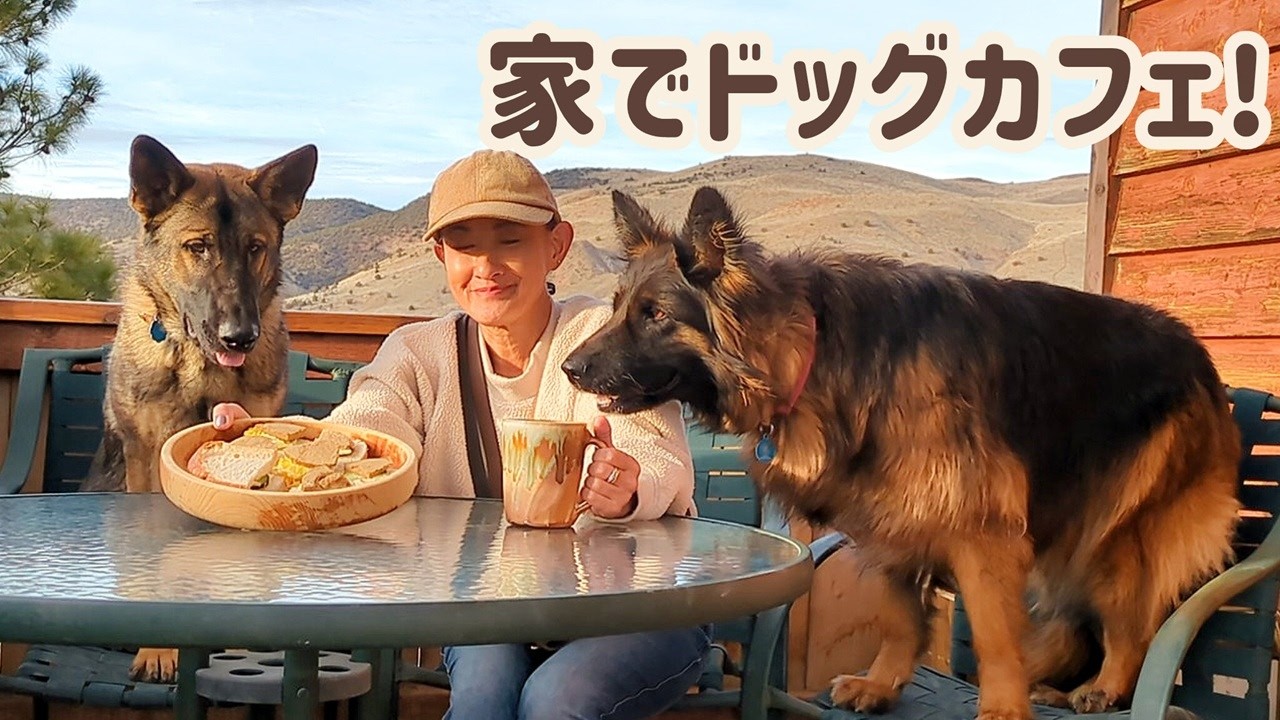 【ジャーマンシェパード】犬と飼い主との距離は人それぞれ😊ちょっと近いがいい？めちゃ近いがいい？？？