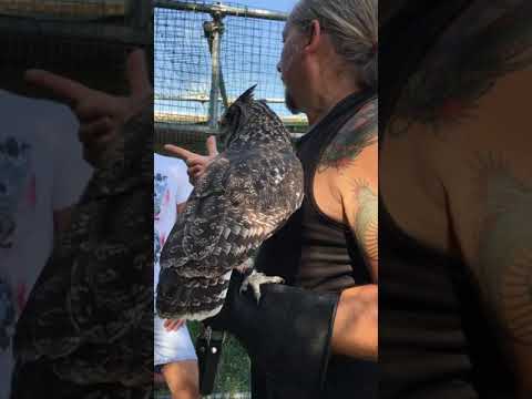 Bubo africanus (Edvige)