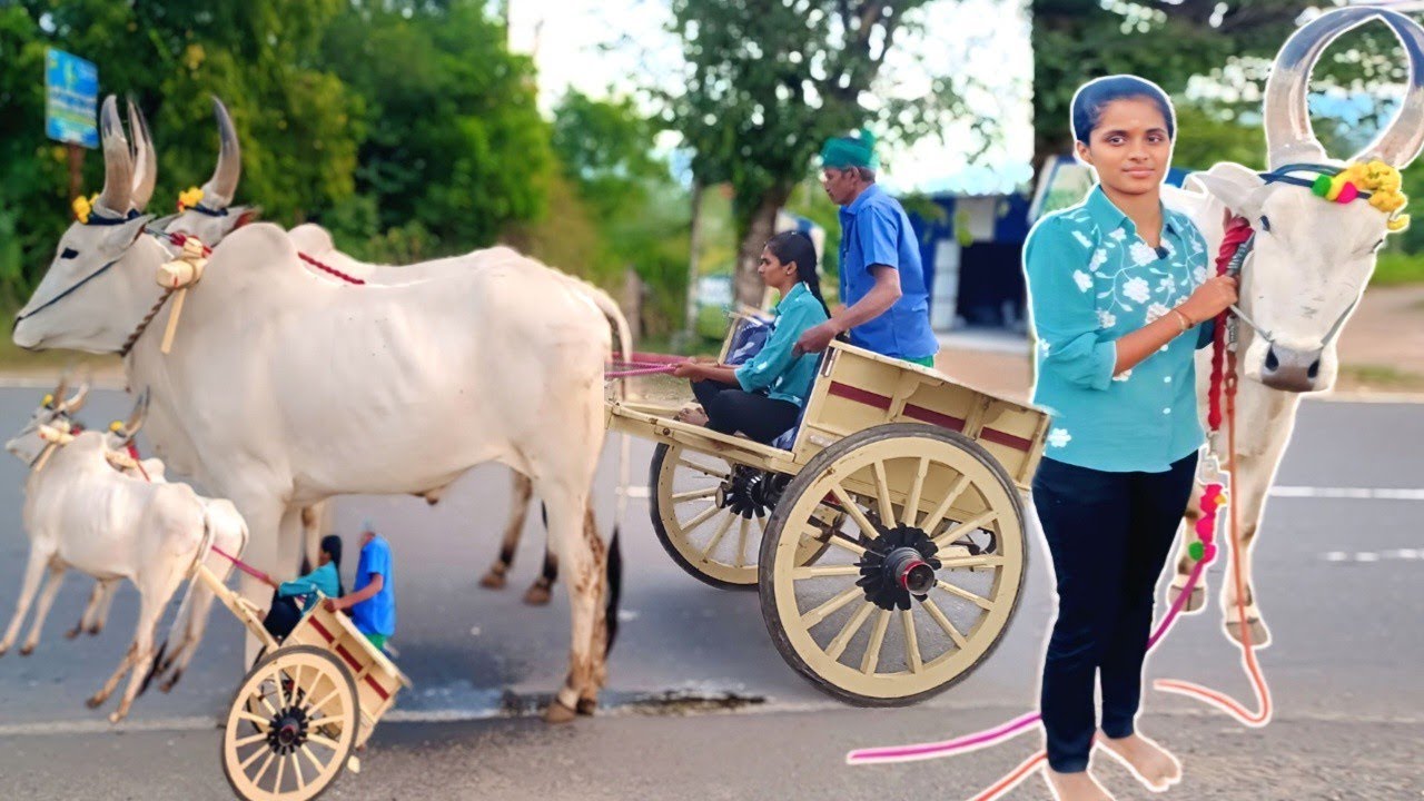 தமிழகத்தின் முதல் பெண் மாட்டுப்பந்தைய வீராங்கனை 😊 | 1st Female Raclaracer Tamilnadu | Siva Arun Tv