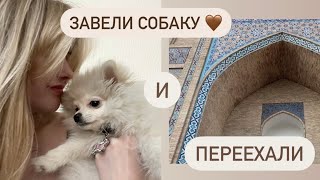 Переехали ✈️  завели собаку🐾