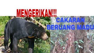 CARA MENGHINDARI SERANGAN BERUANG MADU DI HUTAN || Taman Nasional Bukit Tiga Puluh || KONSERVASI