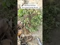 Membuat Pupuk Kompos #garden #video #gardening #videoshort #pupukkompos