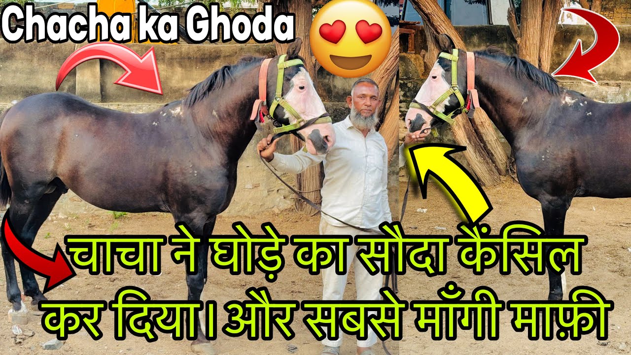 Chacha ka Ghoda 🐴 | चाचा ने घोड़े का सौदा कैंसिल कर दिया | सबसे माँगी माफ़ी | Marwadi horse | #Ghoda
