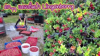 ดกๆแดงเต็มป่าเก็บLingonberry/แครนเบอร์รี่ ฟินๆไปอีกเก็บแป๊ปๆเต็มถัง เยอะมากเก็บเสร็จขายต่อเย็นยาวๆไป