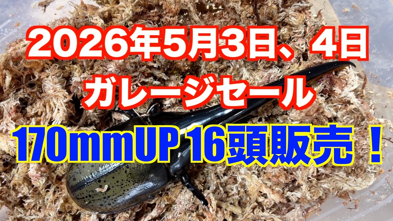 アートオブヘラクレス】52 ガレージセール販売個体紹介 2026年5月3日