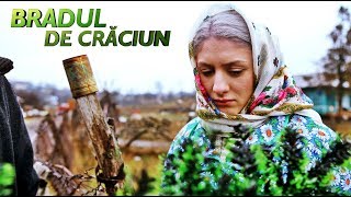 Bradul De Crăciun