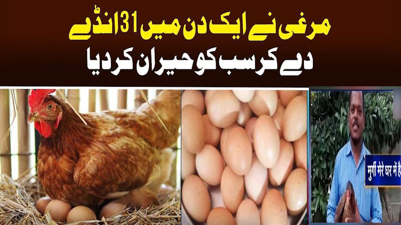 ShiningStarJISOODay – A Chicken In India Surprised Everyone By Laying 31 Eggs In One Day