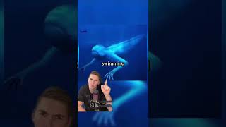 It Is Swimming Towards You