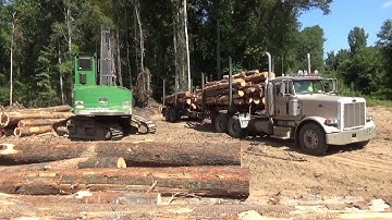 Loading pine pulpwood on a Peterbilt log truck