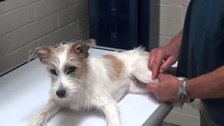 Limping Dog Growth Plate Injury In A Puppy