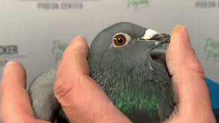 Meulemans 857