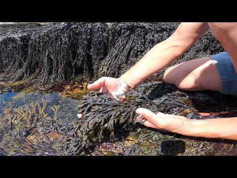 Vídeo: Estabilidad Decadal En La Variación Genética Y La Estructura De Las Algas Marinas Intermareales Fucus Serratus (Heterokontophyta: Fucaceae)
