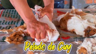 Pelado y eviscerado de cuy 🐹🇵🇪