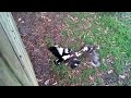 Kookaburras fight: Magpie saves the day!
