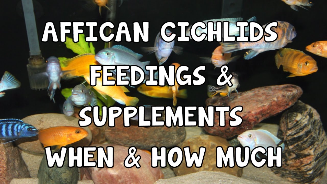 AFRICAN CICHLIDS │ FEEDING │ SUPPLEMENTS │ WHEN │ HOW MUCH YouTube