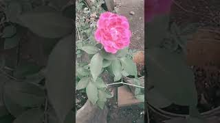 flowers #Gordon#cute#music#song#shorts#shorts❤️