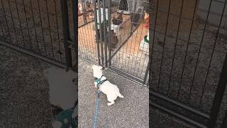 My Jack Russell  Meets Chickens | Funny!  #shorts