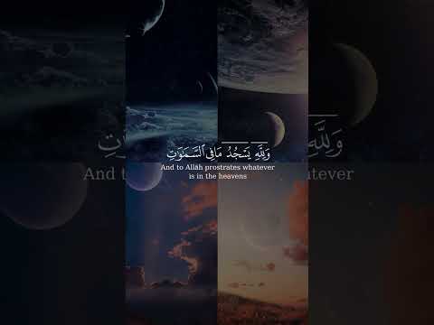 أولم يروا إلى ما خلق الله من شيء بصوت الشيخ ناصر القطامي من سورة النحل