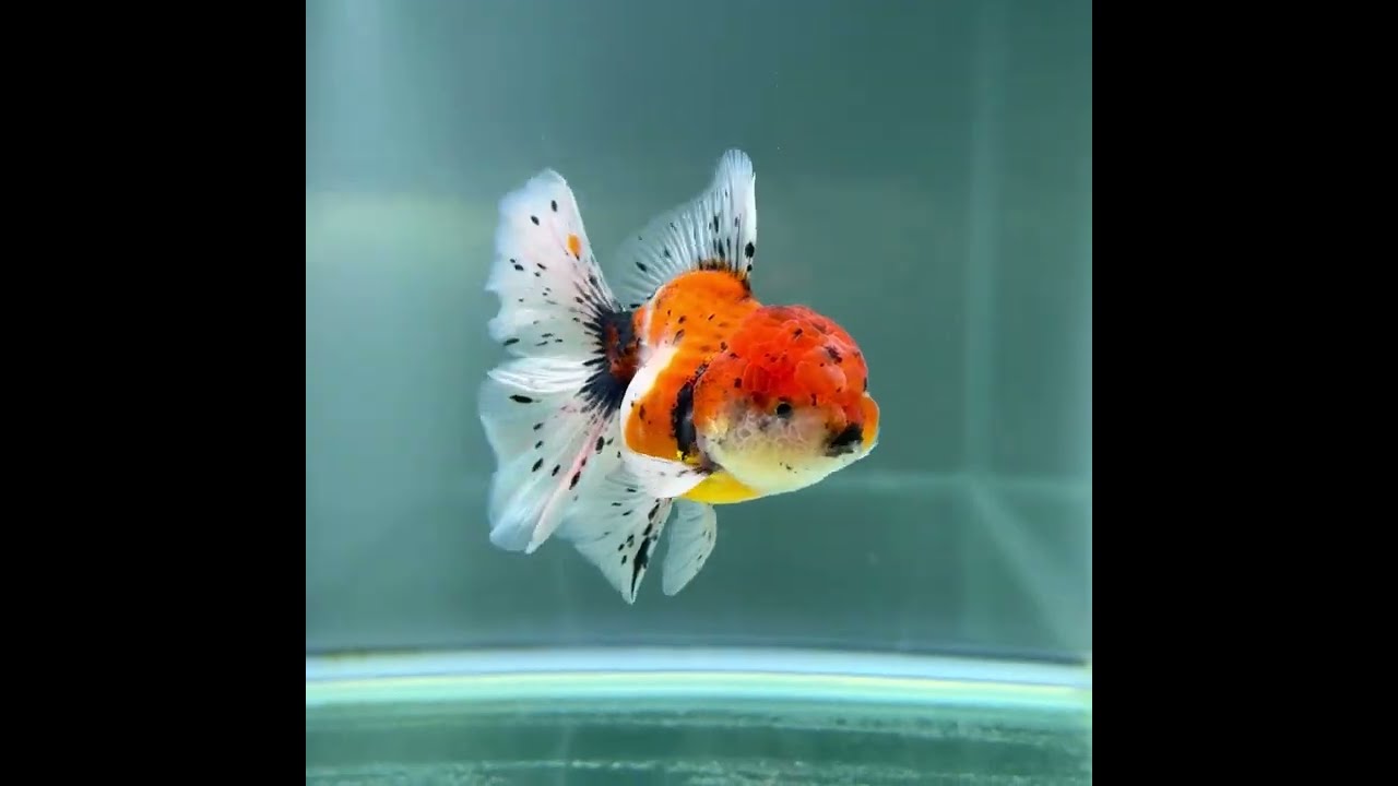 ローズテールオランダ 三色 １３ｃｍ Youtube