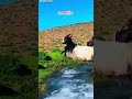 یک ویدیو در دل طبیعت هزاره جات