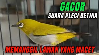 Suara Burung Pleci Betina Memanggil Jantan Agar Cepat Ngalas