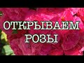 ОТКРЫЛА РОЗЫ ПРИ( t-6). ПОЛИВ, ОБРАБОТКИ, ПОДКОРМКА РОЗ.