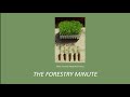 The right time to plant trees - The Forestry Minute