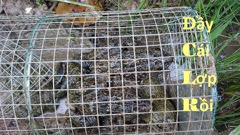 Đặt lợp ếch - một cái dính 5 con đầy cái lợp/ frog trap