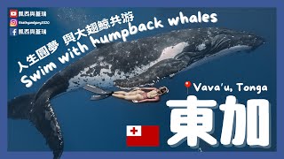 (ENG SUB) [Tonga]  Swimming with Humpback whales in Tonga