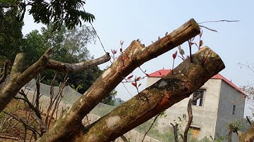 bán quả sim rừng và cây sim giống ,cây sim cảnh số lượng lớn  0942926116