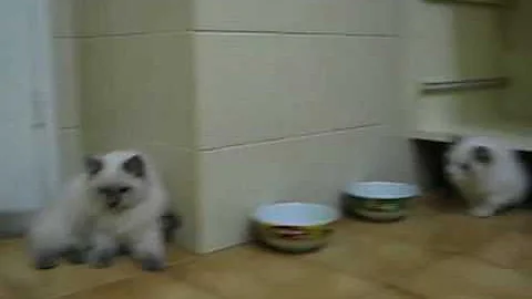 Watch the video about My Ragdolls Adventures (part 01)