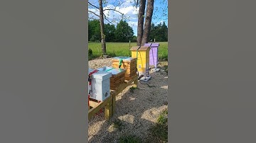 About to move the swarm in to their hive boxes. Free Bees!! #shorts