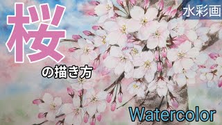 How to paint [cherry blossoms] with transparent watercolor