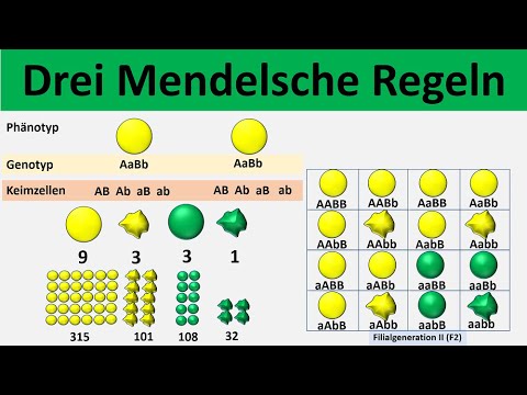 Video: Warum wurde Mendel als Vater der Genetik bekannt?