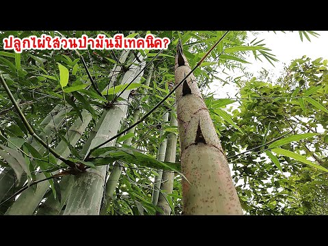 Video: Bambus i kaldt vær – Hva er kuldetoleransen til bambusplanter