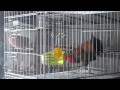 Ayam Bekisar Merah Prospek