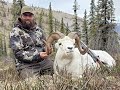 YUKON DALL SHEEP HUNT WITH BLACKSTONE OUTFITTERS