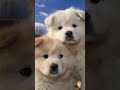 💖Tente Não Sorrir Vendo esses Filhotes Fofos! A Melhor Cura para o Cansaço! 🐶💖💫❤️