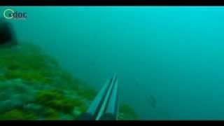 Dentex Dentex 7.5 Kg Spearfishing Odoc.tv