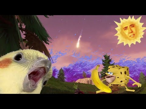 1 HOUR 3  MIN AND 46 SECONDS OF DANK BIRB MEMES 1º# -RustinceHD-