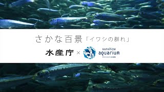 さかな百景 イワシの群れ Youtube