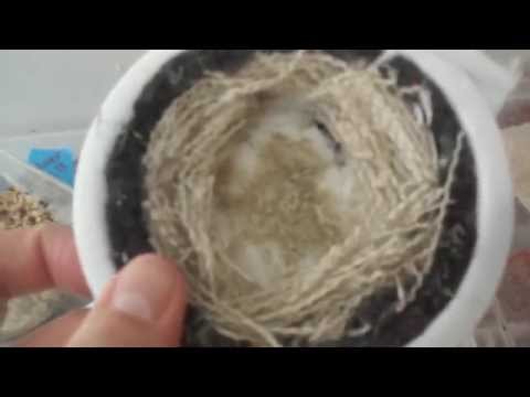 Mastering Canary Nests: